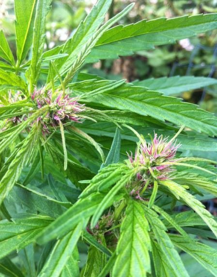 Marihuana Kc 33