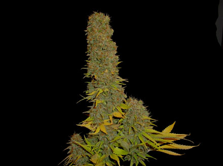 Marihuana Kahuna Marihuana Kahuna