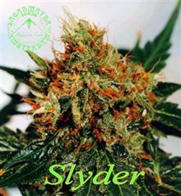 Marihuana Slyder