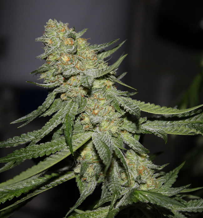 Gd Town Marihuana Gd Town