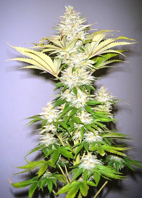 Bubblicious