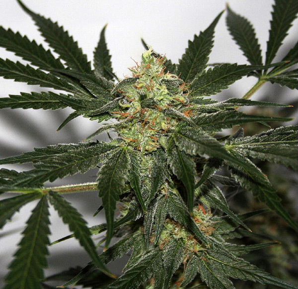 Marihuana Early Haze de Mr. Nice Seeds