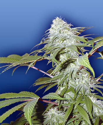 Marihuana Pinneaple Punch