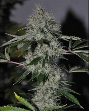 Chem 4 OG