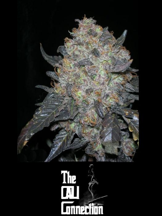 Marihuana Black Water