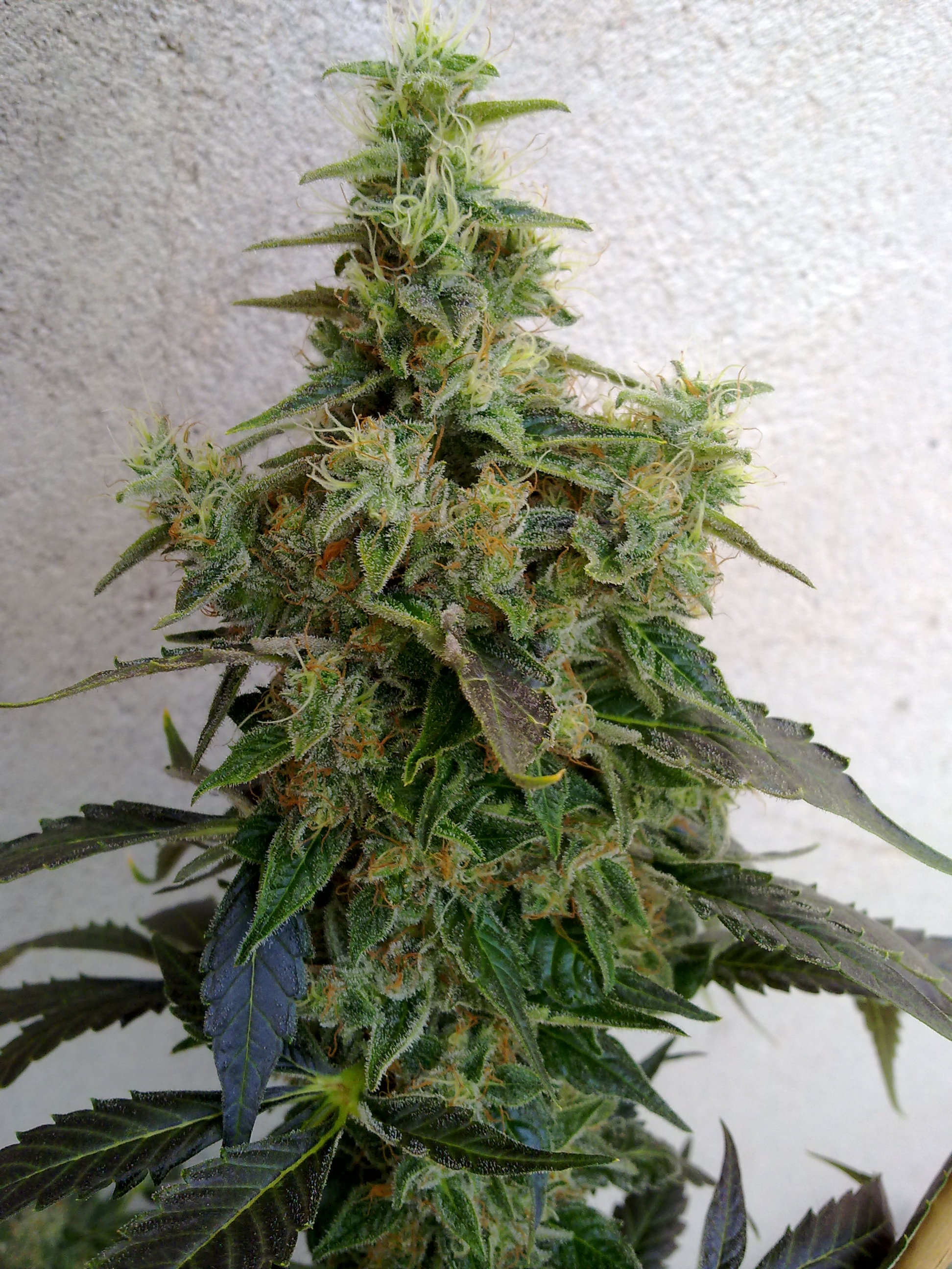 Cannabis Dieseltonic