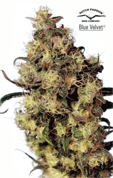 Marihuana Blue Velvet