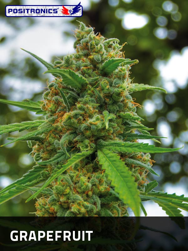 Grapefruit de Positronics