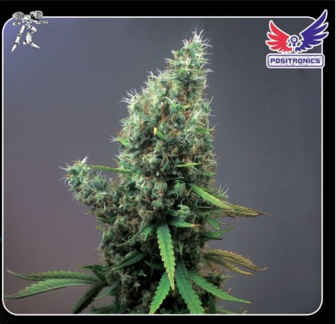 Marihuana Cum Laude Cum Laude