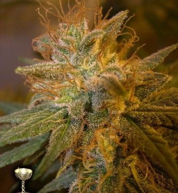 Marihuana kushberry