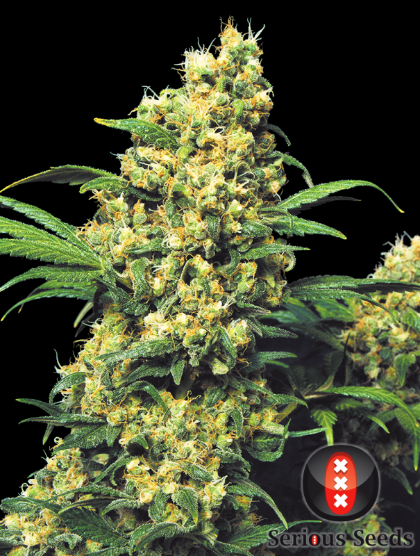 Marihuana Warlock
