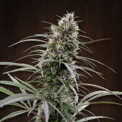 Cannabis Congo