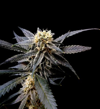 Marihuana Strawberry Banana