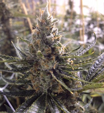 Marihuana Kosher tangie