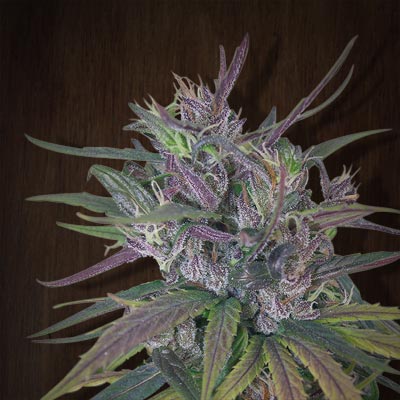 marihuana Oldtimers Haze