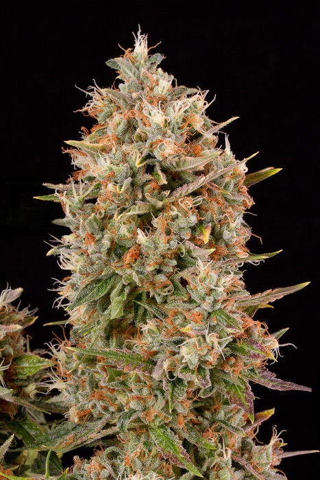 Marihuana Dinachem