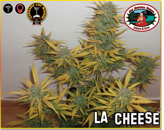 Marihuana LA Cheese