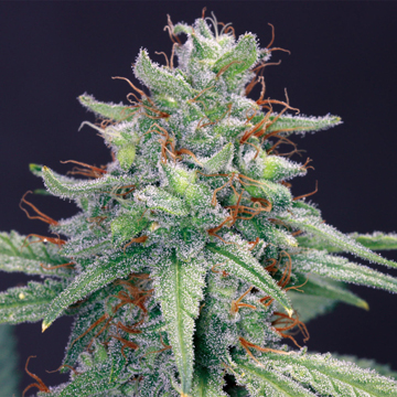 Cannabis Blue Cheese de Barney's Farm