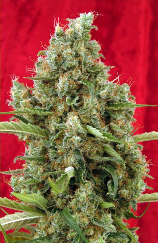 Marihuana Session de Reggae Seeds