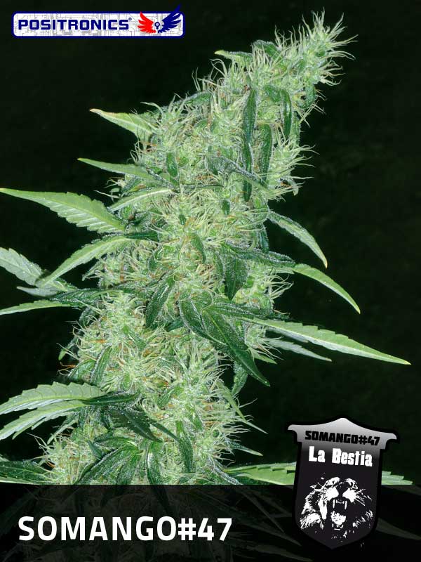 Marihuana Somango47