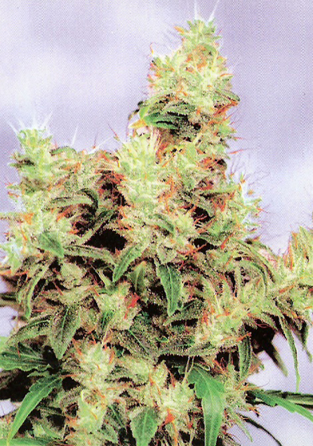 Marihuana Stonehenge