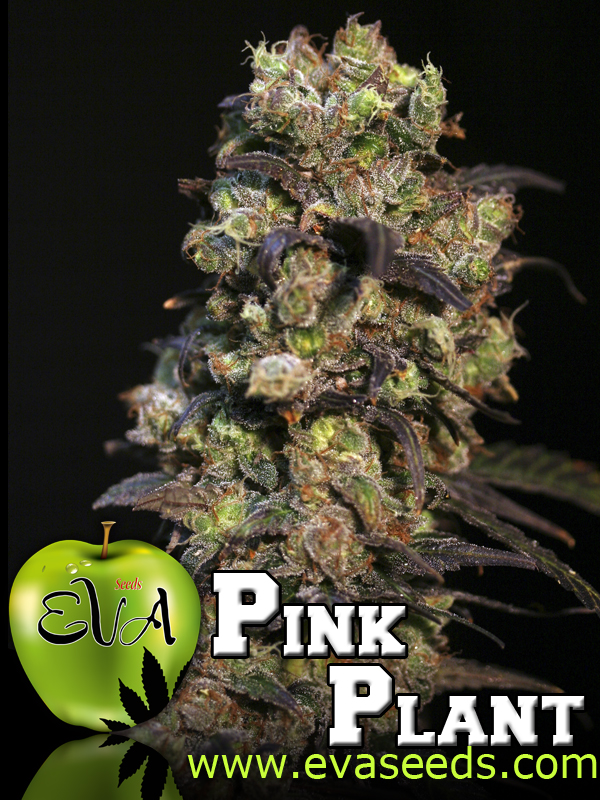 marihuana Pink Plant de Eva Seeds