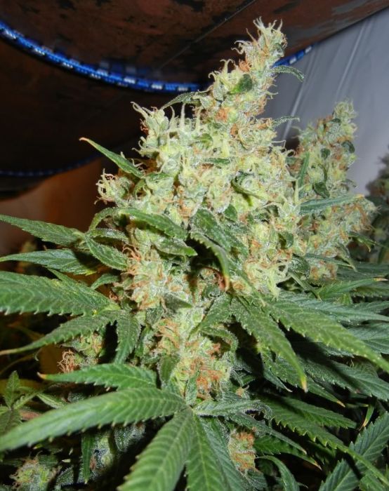 cannabis Mr. Nice NL5 x Haze
