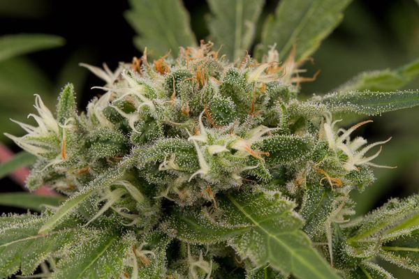 strawberry amnesia