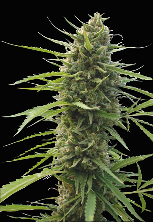 Marihuana Kilimanjaro