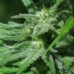 Cannabis Brains Damage
