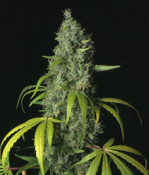 Sage de THSeeds