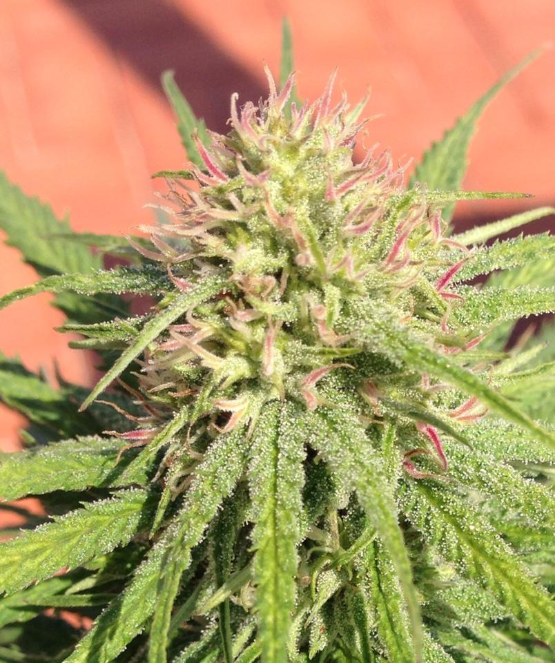 Exterior cultivo