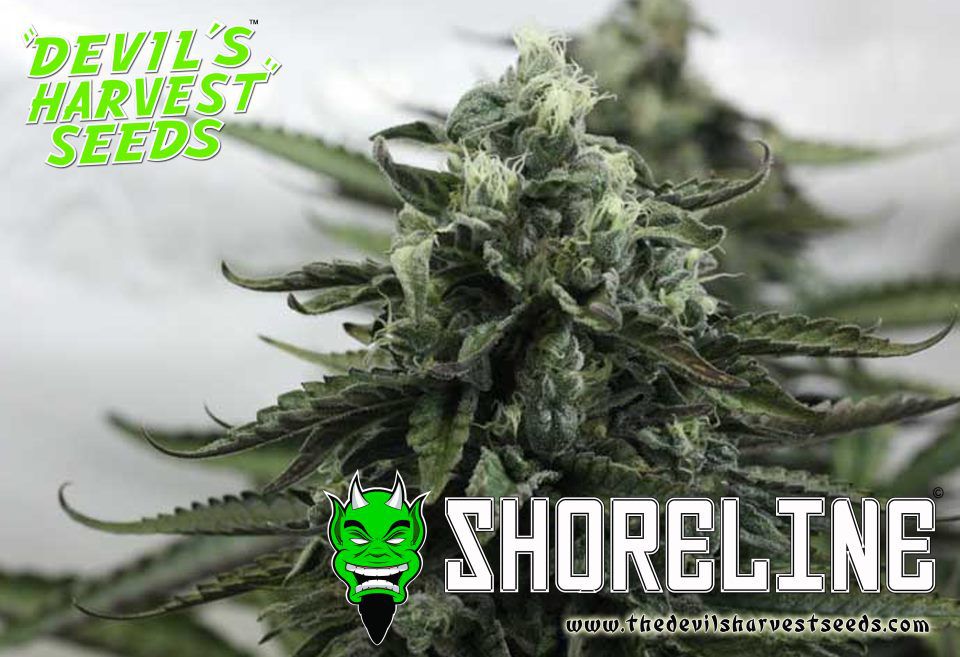 Marihuana Shoreline