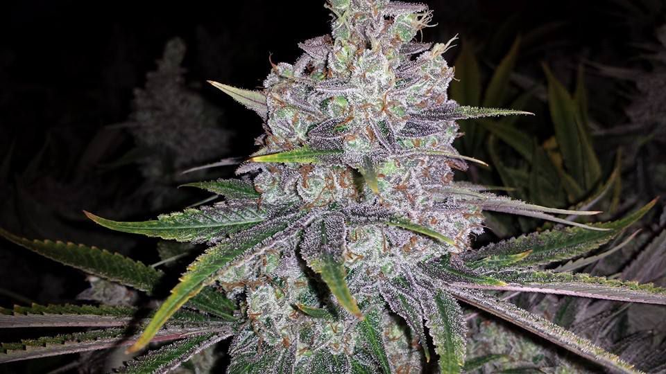 Cogollo marihuana Shoreline
