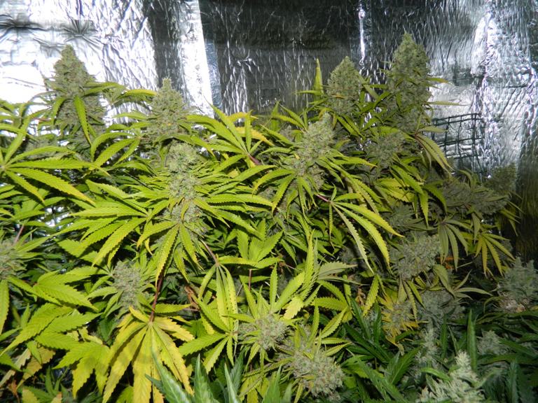 marihuana Orange Bud