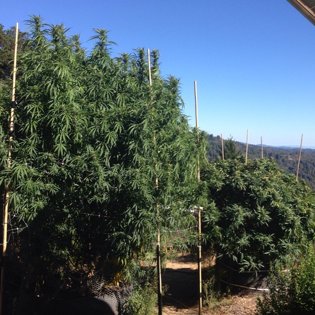 Cultivo de Sour Power en exterior