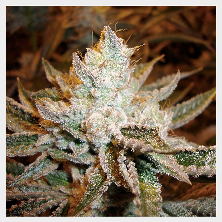 Marihuana Sour Power de Hortilab