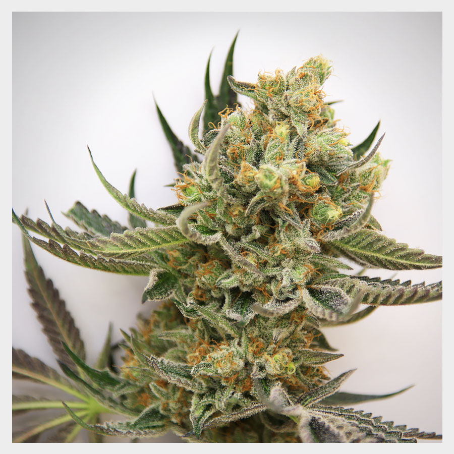 Marihuana Starbud