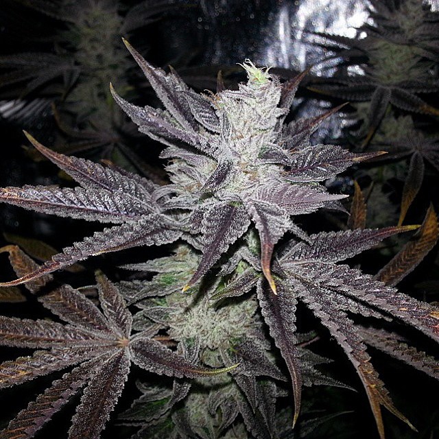 Marihuana Sour Power