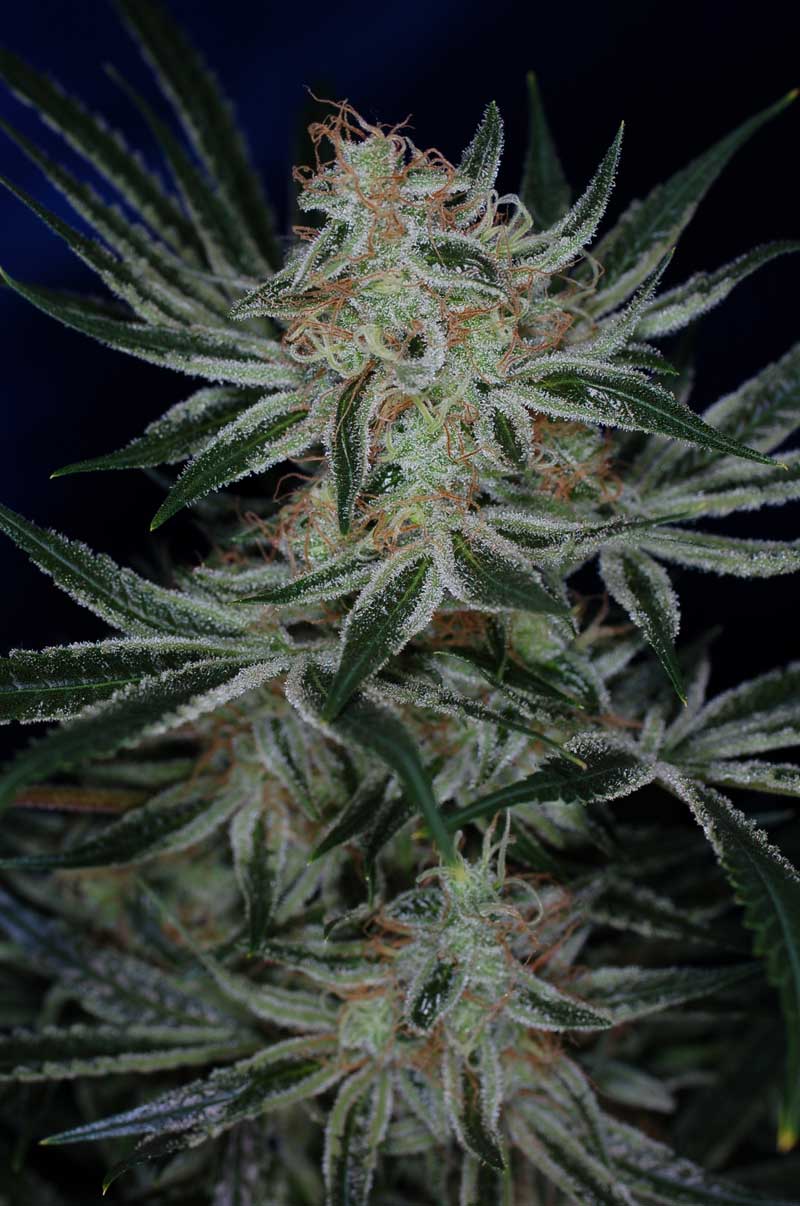 Marihuana Jack The Ripper