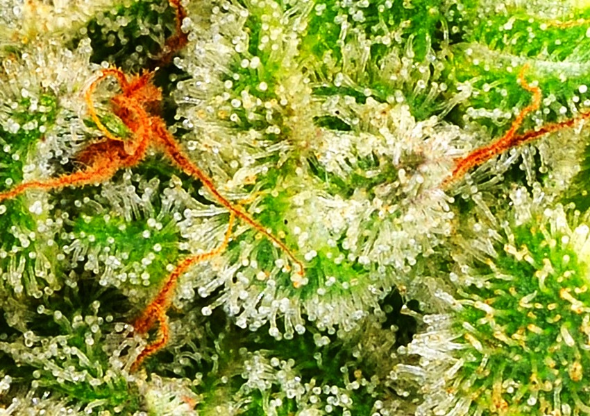 Marihuana Afghan Skunk