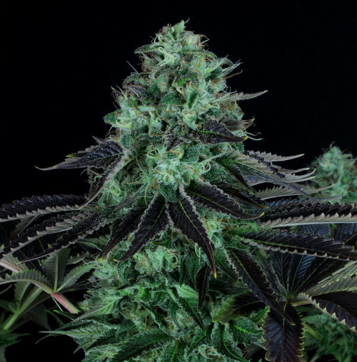 Cogollo de marihuana Darkstar