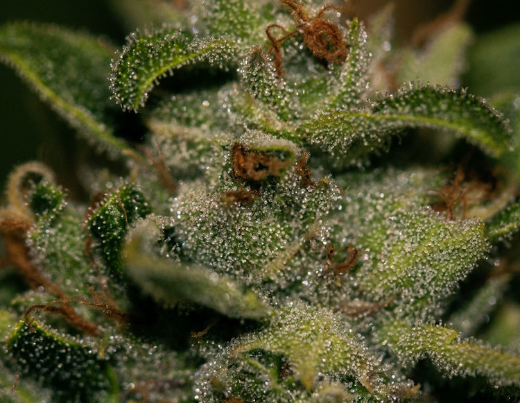 Marihuana Darkstar