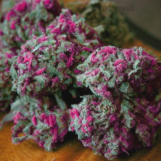 Marihuana Purple Kush