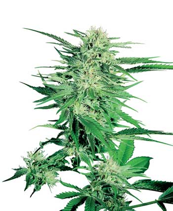 Marihuana big Bud