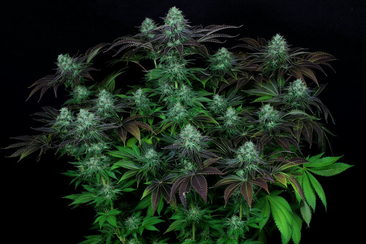 Marihuana Darkstar