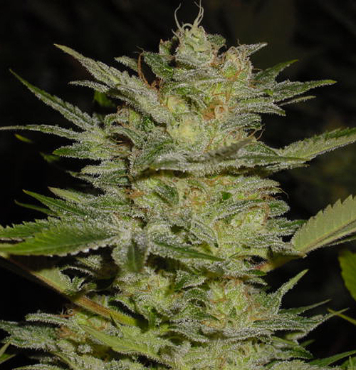 Marihuana Heavy Duty Fruity