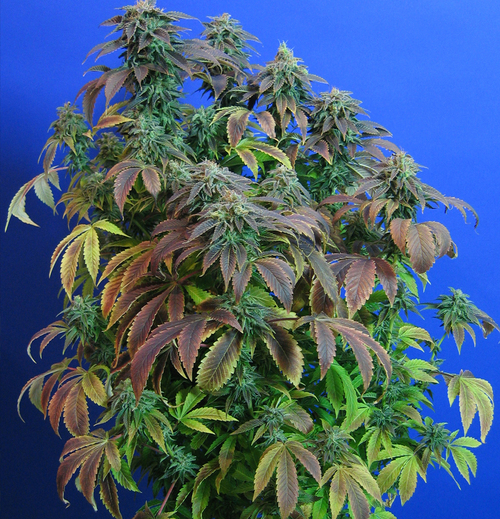 marihuana Heavy Duty Fruity