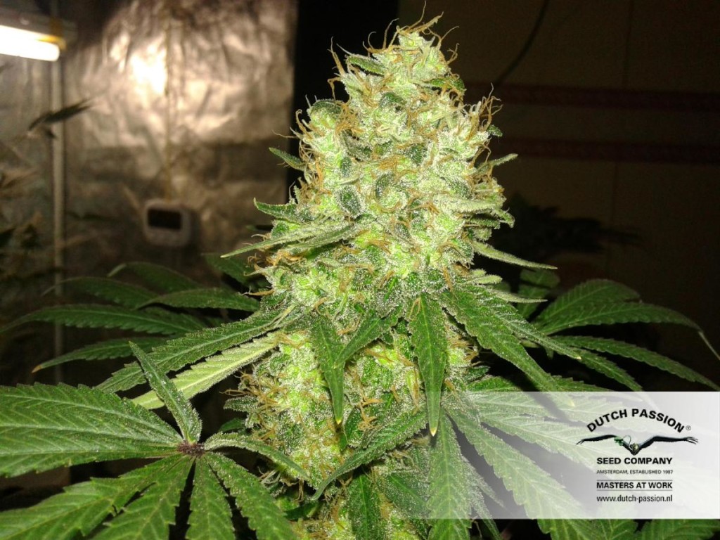 Marihuana Mazar de Dutch Passion