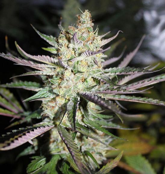 Cannabis Starberry